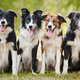 Illustration for article titled Brain scans show that dogs are as conscious as human children